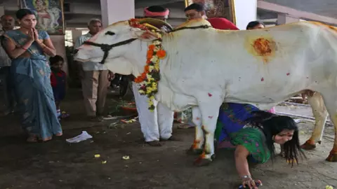 हिंदू धर्म में गौ माता में सभी देवी देवताओं का वास माना जाता है एवं उसे पूजा जाता है | आइए जानते हैं गौ माता का हमारे जीवन में क्या महत्व है ..